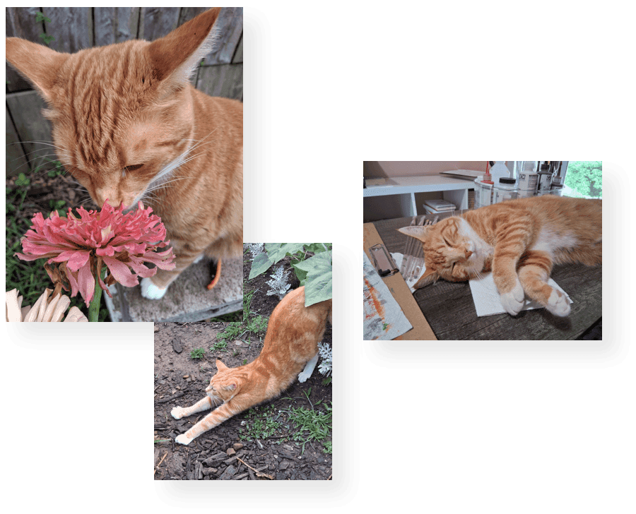 cats
