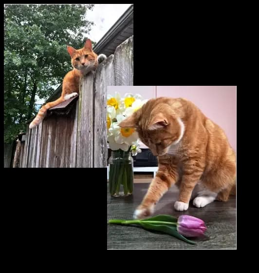 cats