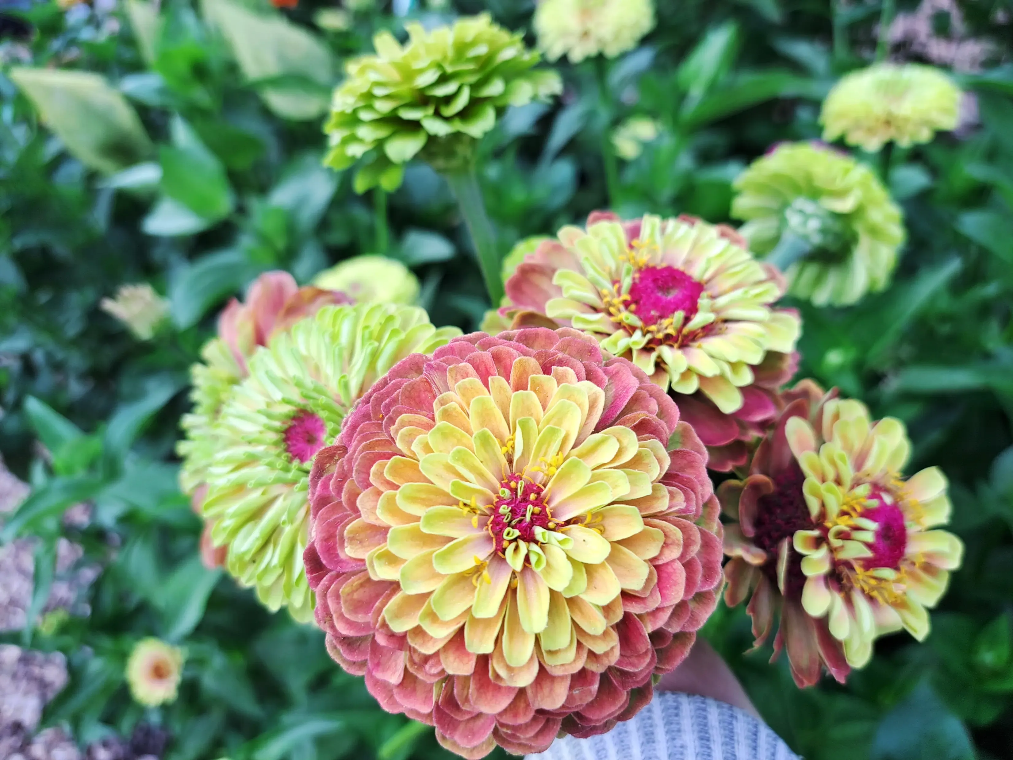Vibrant pink and green zinnia flowers featured in the Miriam's Joy 2027 Zinnia Love Collection.