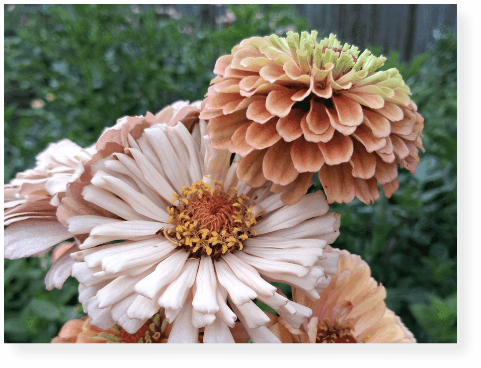 Vibrant pink and green zinnia flowers featured in the Miriam's Joy 2027 Zinnia Love Collection.